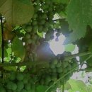 포도나무 - 구로구 개봉로17길 22 | 포도나무
