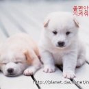 모