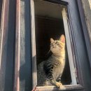 신트라(SINTRA) 호텔 | 리스본 근교 여행 신트라 호카곶 후기 + 투어 추천