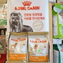 강남펫스타일 이미지