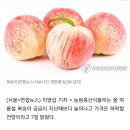 농식품부 "여름 복숭아 수급 원활..지난해보다 가격 하락 전망" 이미지