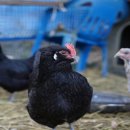 별캠키즈풀빌라 이미지