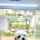 더케이펫 강아지분양 이미지