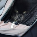 댕글멍글 이미지