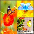 06)18. 莊子장자 內篇내편 第06篇 大宗師(대종사)(第18章)/Z세대 시위,양자컴·희토류,인터뷰 끊어,핵공격·美관여,홍역,금 대신 이미지