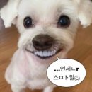 맑은눈 동물병원 이미지