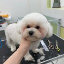 그루밍루나 이미지