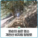 전남 화순군 운주사 둘레길+개천사 비자림 군락지 탐방로~천태산~개천산 코스/2025.12.10.수 이미지