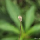 애월초등학교 이미지