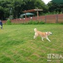 반려동물놀이터 이미지