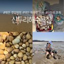 신두리해수욕장 | 태안 신두리해수욕장 해루질 여행, 갯벌체험 대박 후기