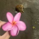 꽃물노래클럽 | gili_2