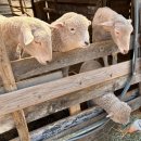 초원한우농장 | 봄 나들이 성공! 춘천 해피초원목장 전망대 뷰와 한우버거 (아이랑 갈만한곳 추천)