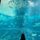 나나티켓월드 | 후쿠오카 여행 우미노나카미치 마린월드 수족관 후기 (feat. 실내 여행지 추천)