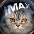 argylle | 아가일( Argylle, 2024) 폭망한 이유, 솔직후기