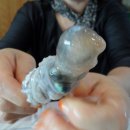 무안세발낙지 이미지