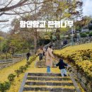 홍동면 하원마을회관 | 함안향교 은행나무 실시간 아이랑 떨어져도 예쁘네 (주차)