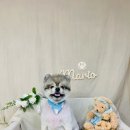 개털깎는마리오 이미지