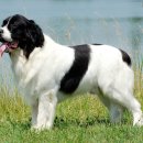 애견랜드 이미지