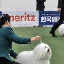 꼬똥몽드 네이버블로그