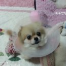 곰순이PC 이미지