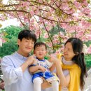 원더플국제결혼 | 용인 경희대 국제캠퍼스 겹벚꽃 개화 가족사진 아기사진 담다유 후기