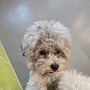 약지애견카페 | [인천/나들이] 애견카페 인천 논현동 약지 애견카페 방문후기입니다.(상주견애견카페)