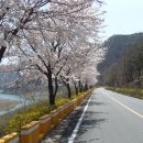 자양벚꽃100리길 이미지