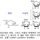 돼지감자차효능 돼지감자효능 부작용 이미지