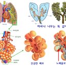 숨을 잘 쉬면 건강해 진다. - 숨쉬기를 통한 건강찾아가기 이미지