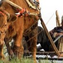 워낭소리 이미지