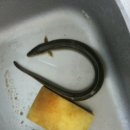 섬강노래방 이미지