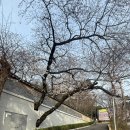 성암사 - 1619 | 부산 성암사 목련꽃 실시간 3월 말 방문후기