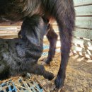 남원흑염소농장 2농장 이미지