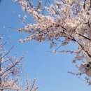 씨유 거제능포해안점 | 봄 가족나들이 거제 벚꽃명소 장승포해안도로 벚꽃 드라이브 후기