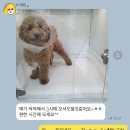 아인스동물병원 | 반려견 브라의 중성화수술 후기 / 장한평 아인스 동물병원 ❤️