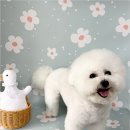 부산애견 이미지