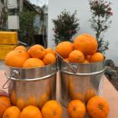 [제주 애월읍/달달미깡] 🍊제주 귤 따기 체험, ‘달달미깡’ 내돈내산 후기🍊