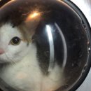 초록동물병원 이미지