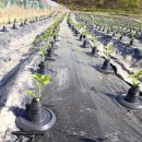 경북농업기술원 영양고추시험장 | [후기]경북 농업기술원 영양고추시험장 납품