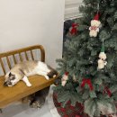 행복한세탁 | 대구데이트 캣플헤븐 대구동성로점 너무 착하고 순한 고양이들 천국 !! 행복한 후기