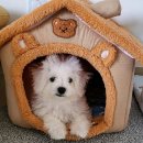 도그마루 강아지 고양이 동탄점 네이버블로그