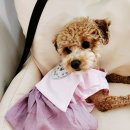 한복농장 | 한달 사용 딩동펫 밥그릇, 설맞이 한복 후기