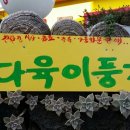 다육이풍경 Daum카페