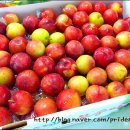 곤이농장 이미지