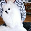 대림애견 이미지