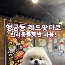 레드식당 | 행궁동 애견동반 식당 | 레드팟타코 행궁동본점 방문 후기