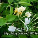산야초 Daum카페