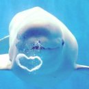 벨루가(Beluga) 이미지