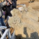 대금목장 | 가평 갈만한곳 놀거리 아이랑 양떼목장 카페 버스킹공연 관람